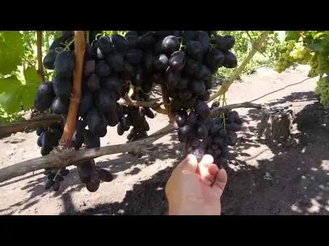 Velika grape variety