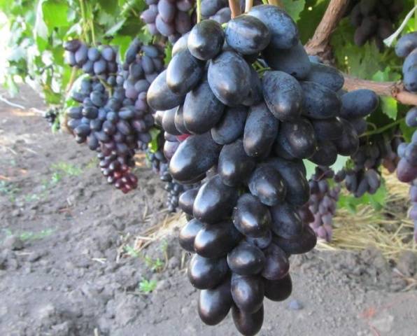 Velika grape variety