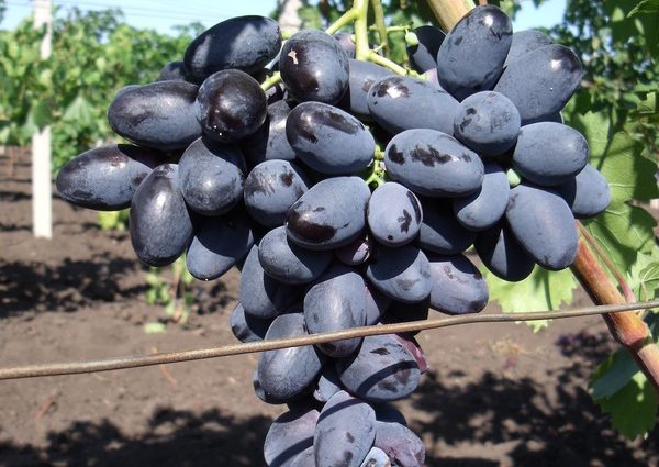 Velika grape variety