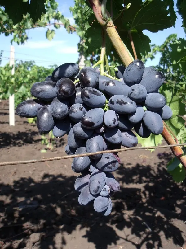 Velika grape variety