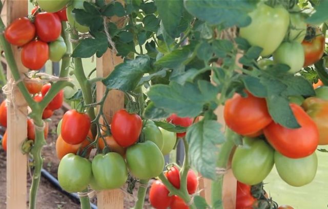 Velikosvetsky tomato: reviews, photos, yield