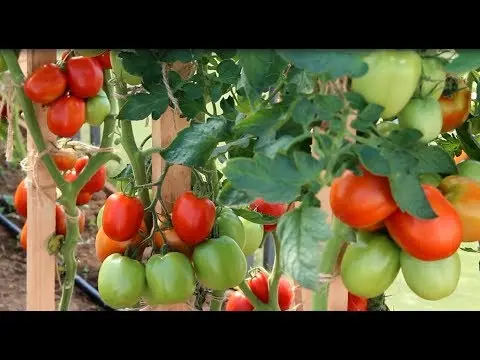 Velikosvetsky tomato: reviews, photos, yield