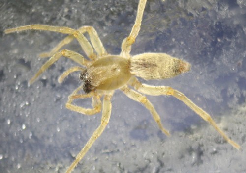 Venomous spiders in Poland &#8211; species, threat, photos