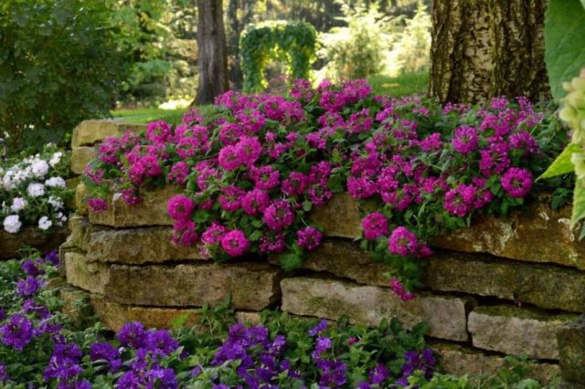 Verbena ampelnaya: varieties, cultivation