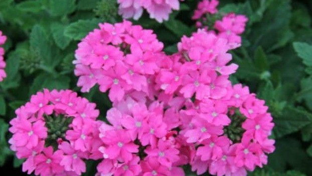 Verbena ampelnaya: varieties, cultivation