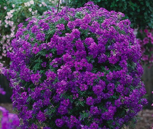 Verbena ampelnaya: varieties, cultivation