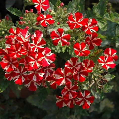 Verbena ampelnaya: varieties, cultivation