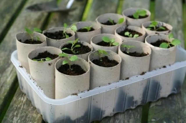 Verbena ampelnaya: varieties, cultivation