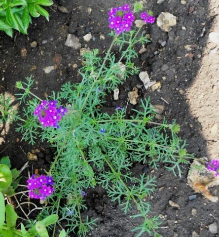 Verbena ampelnaya: varieties, cultivation