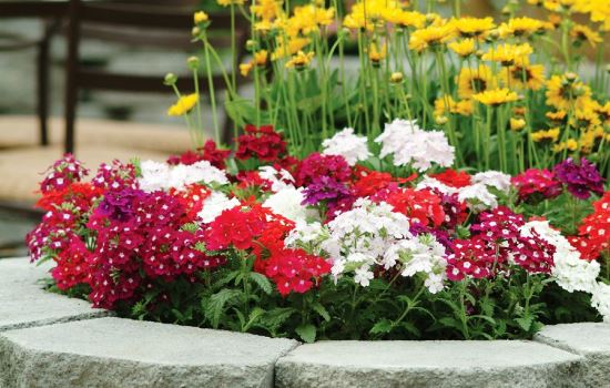 Verbena ampelnaya: varieties, cultivation