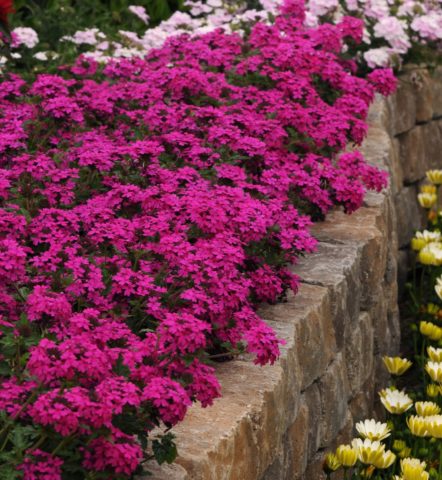 Verbena ampelnaya: varieties, cultivation