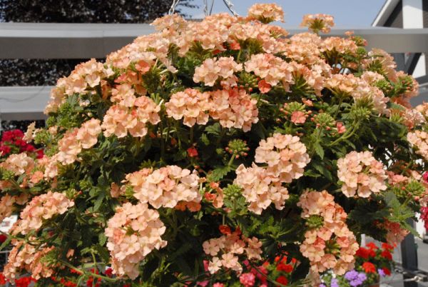 Verbena ampelnaya: varieties, cultivation