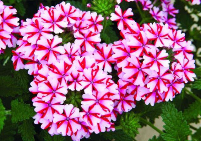 Verbena ampelnaya: varieties, cultivation