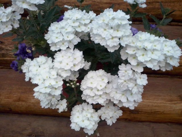 Verbena ampelnaya: varieties, cultivation