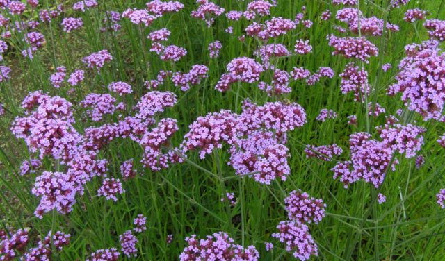 Verbena Buenos Aires (Bonar): photo and description, varieties