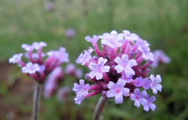 Verbena Buenos Aires (Bonar): photo and description, varieties