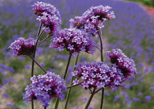 Verbena Buenos Aires (Bonar): photo and description, varieties