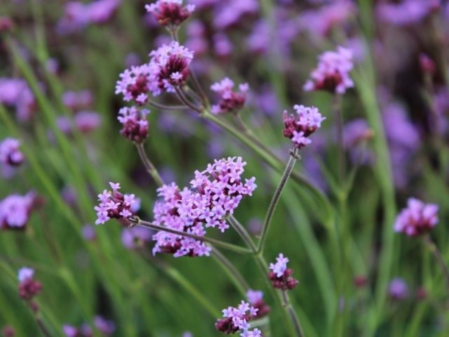 Verbena Buenos Aires (Bonar): photo and description, varieties