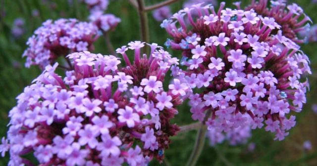 Verbena Buenos Aires (Bonar): photo and description, varieties