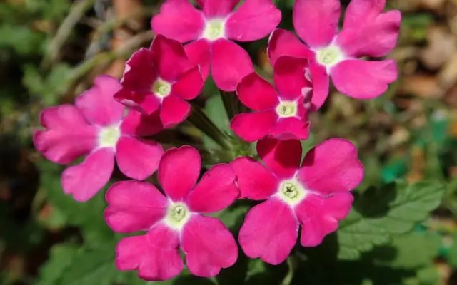 Verbena hybrid: growing from seeds at home, photo