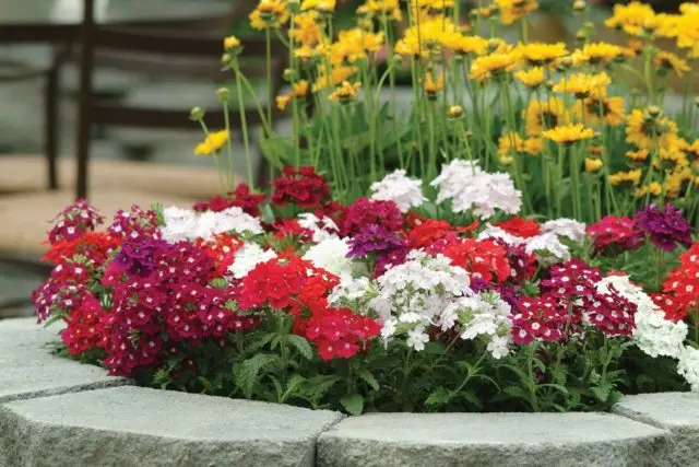 Verbena hybrid: growing from seeds at home, photo