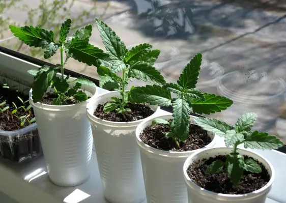 Verbena hybrid: growing from seeds at home, photo