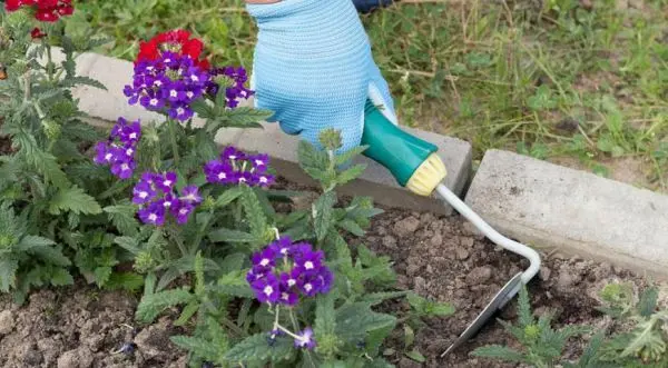 Verbena hybrid: growing from seeds at home, photo