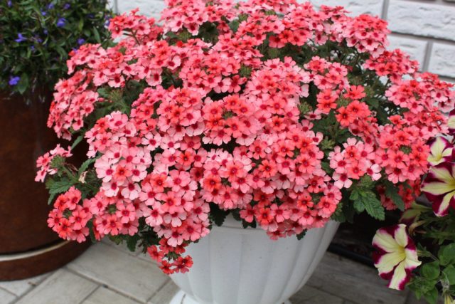 Verbena hybrid: growing from seeds at home, photo