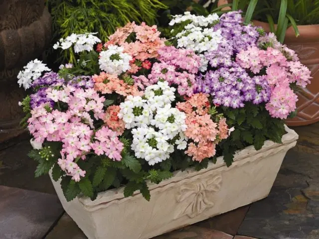 Verbena hybrid: growing from seeds at home, photo