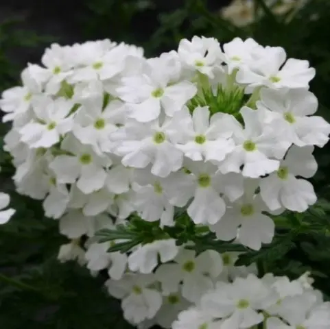 Verbena hybrid: growing from seeds at home, photo