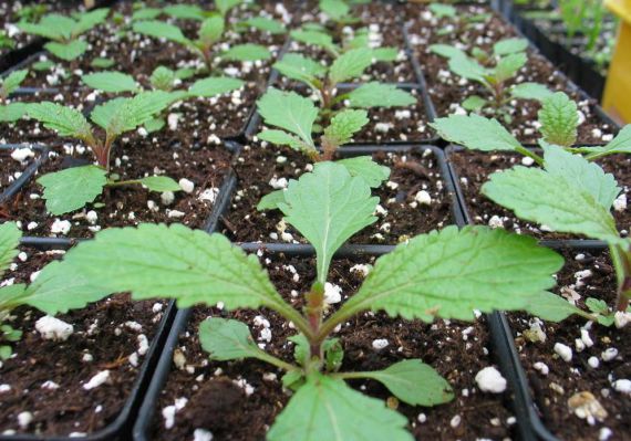 Verbena hybrid: growing from seeds at home, photo