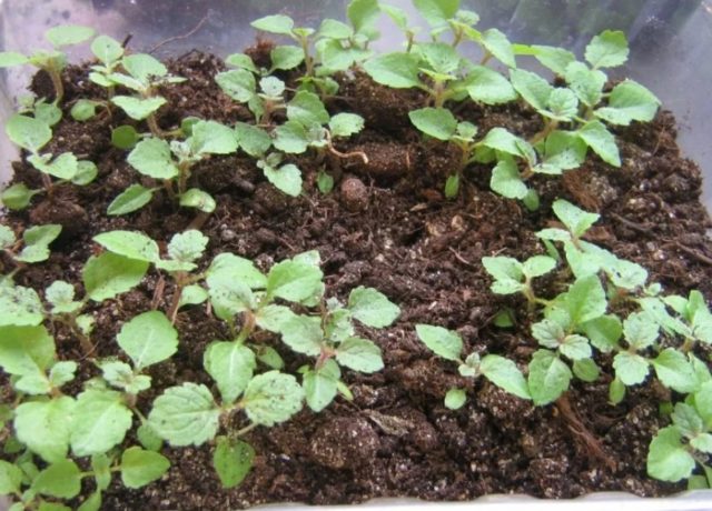 Verbena hybrid: growing from seeds at home, photo