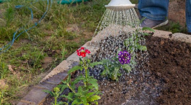 Verbena hybrid: growing from seeds at home, photo