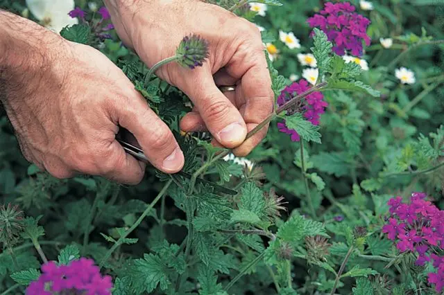 Verbena hybrid: growing from seeds at home, photo