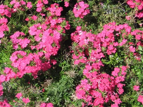 Verbena hybrid: growing from seeds at home, photo