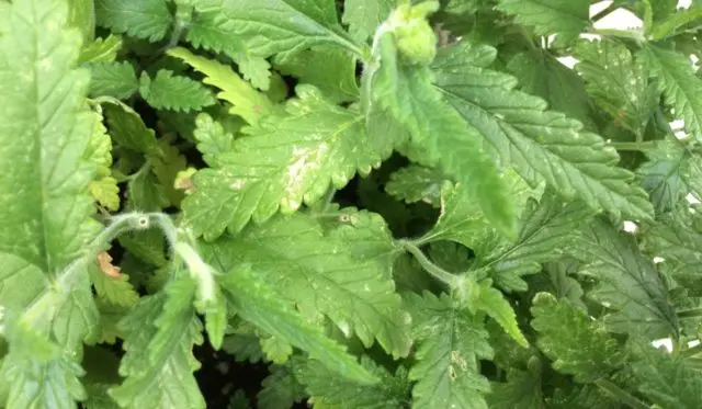 Verbena hybrid: growing from seeds at home, photo