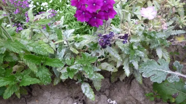 Verbena hybrid: growing from seeds at home, photo