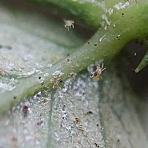 Verbena hybrid: growing from seeds at home, photo