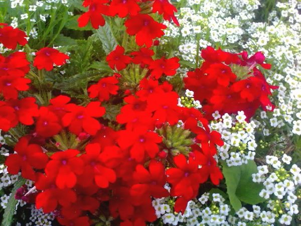 Verbena hybrid: growing from seeds at home, photo