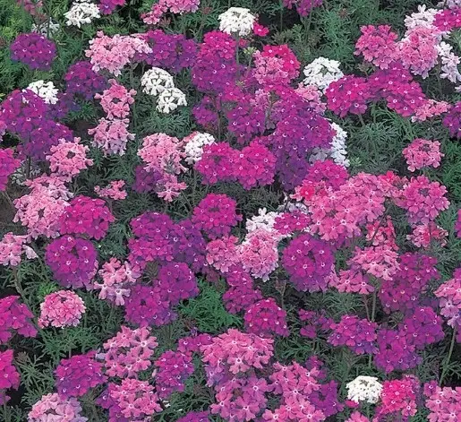 Verbena hybrid: growing from seeds at home, photo