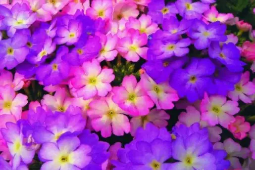 Verbena hybrid: growing from seeds at home, photo