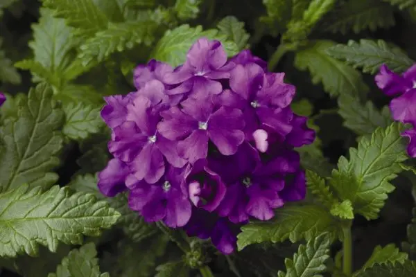 Verbena hybrid: growing from seeds at home, photo