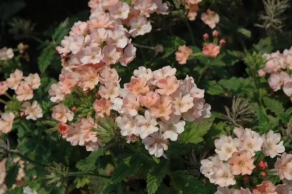 Verbena hybrid: growing from seeds at home, photo