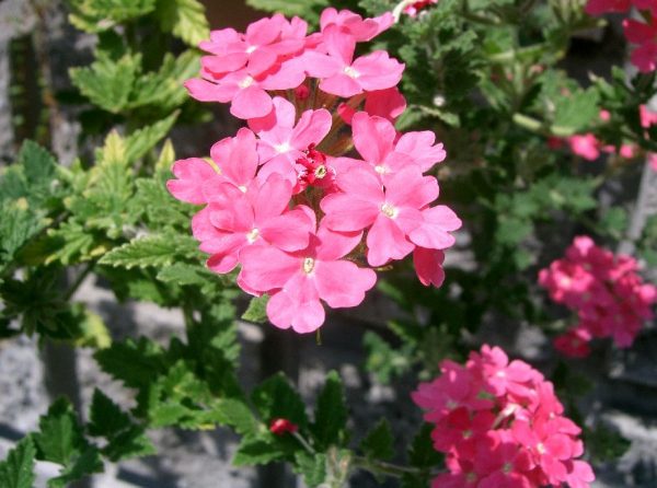 Verbena hybrid: growing from seeds at home, photo