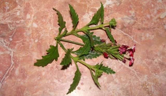 Verbena in the open field: photo, planting and care, propagation by cuttings