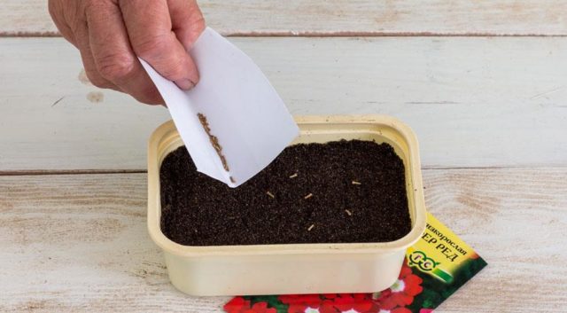 Verbena in the open field: photo, planting and care, propagation by cuttings