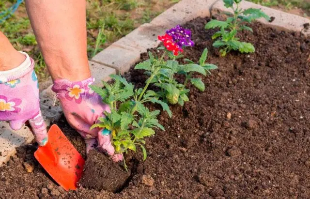 Verbena in the open field: photo, planting and care, propagation by cuttings