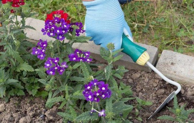 Verbena in the open field: photo, planting and care, propagation by cuttings