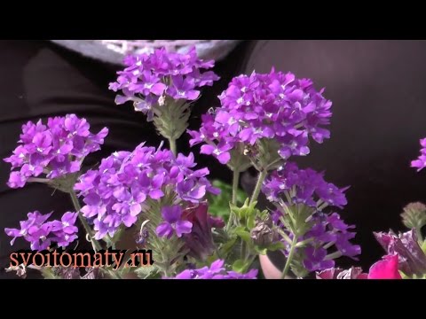 Verbena in the open field: photo, planting and care, propagation by cuttings