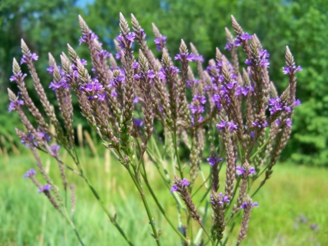 Verbena officinalis: medicinal properties and contraindications, photo